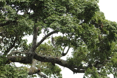 Ceiba speciosa