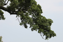 Ceiba speciosa