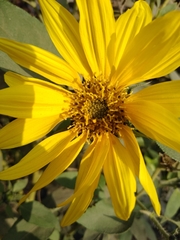 Asteraceae