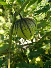 Physalis ixocarpa