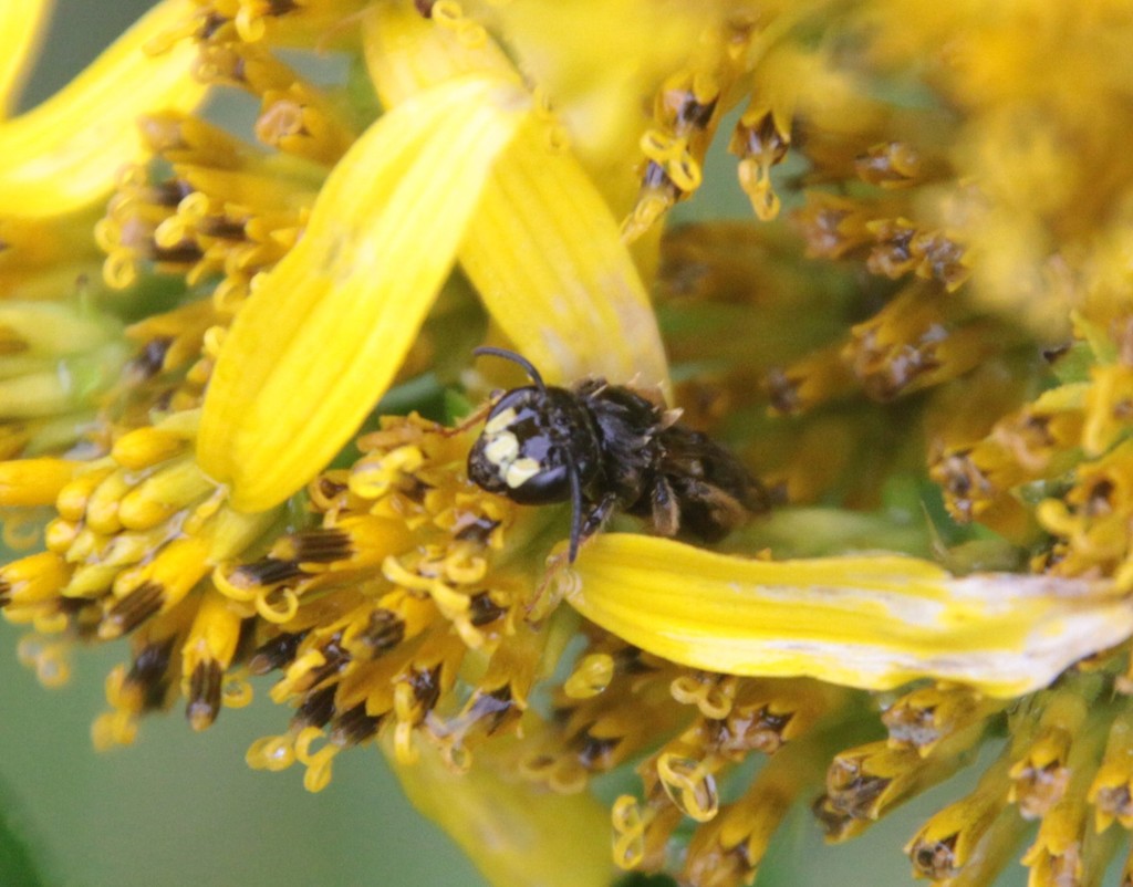 Two-spotted Miner Bee