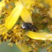 Two-spotted Miner Bee - Photo (c) Kathy Richardson, some rights reserved (CC BY-NC), uploaded by Kathy Richardson