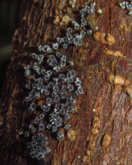 Myxomycetes