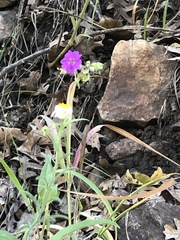 Mirabilis comata