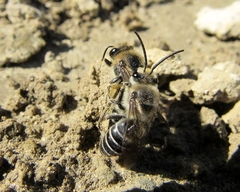Colletes compactus compactus