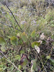 Packera serpenticola