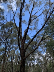 Eucalyptus yarraensis