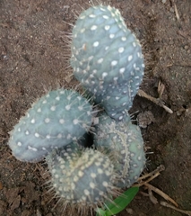 Cactaceae