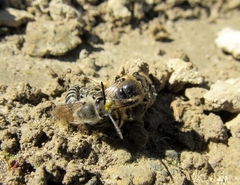 Colletes compactus compactus