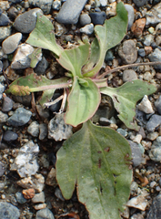 Plantago