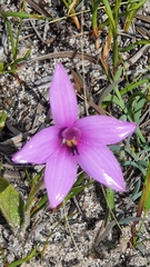 Elythranthera emarginata