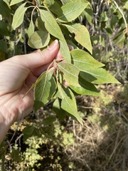 Populus × acuminata