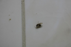 Insecta