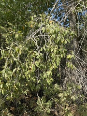 Populus × acuminata