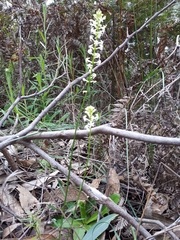 Stackhousia aspericocca