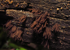 Stemonitis