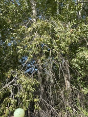 Populus × acuminata