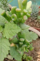 Magnoliopsida