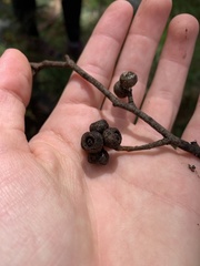 Eucalyptus baxteri