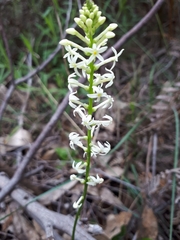 Stackhousia aspericocca