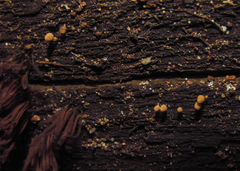 Myxomycetes