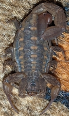 Centruroides nigrovariatus