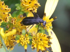 Epicauta atrata