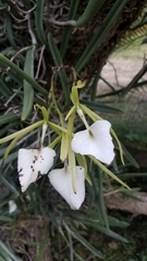 Brassavola