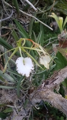 Brassavola