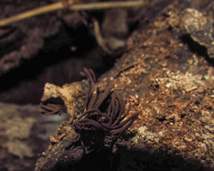 Myxomycetes