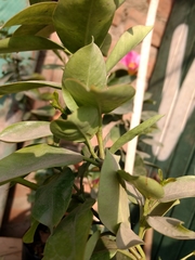 Magnoliopsida