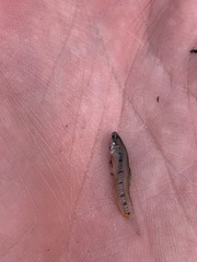 Cnesterodon decemmaculatus