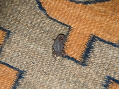 Centruroides nigrovariatus