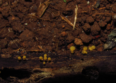 Myxomycetes