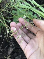 Galium mexicanum
