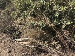 Pseudognaphalium ramosissimum