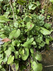 Packera serpenticola