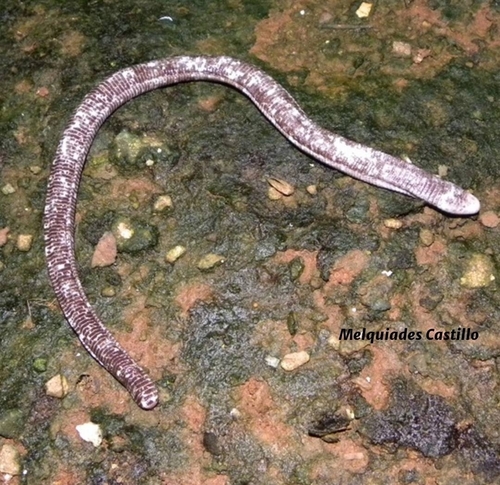 Amphisbaenidae image