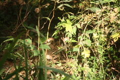 Sinosuthora webbiana