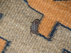 Centruroides nigrovariatus