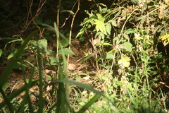 Sinosuthora webbiana