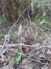 Stackhousia aspericocca