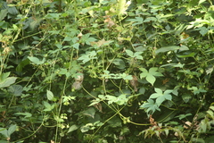 Sinosuthora webbiana