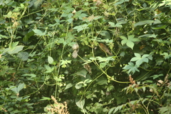 Sinosuthora webbiana