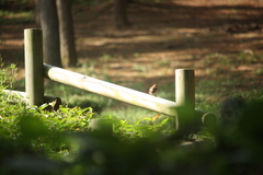 Sinosuthora webbiana