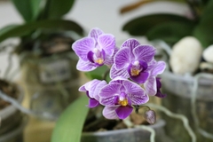 Phalaenopsis