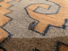 Centruroides nigrovariatus