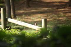 Sinosuthora webbiana