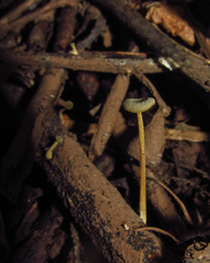 Fungi