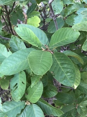 Frangula betulifolia